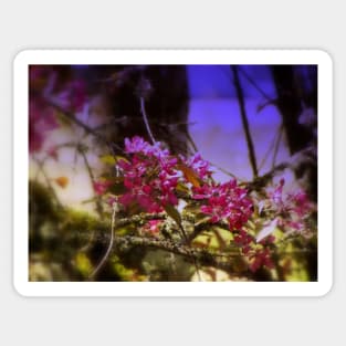 red Malus 'Radiant'  crab apple blossoms #1 Sticker